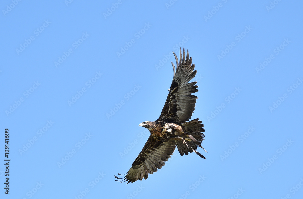 Steinadler im Flug