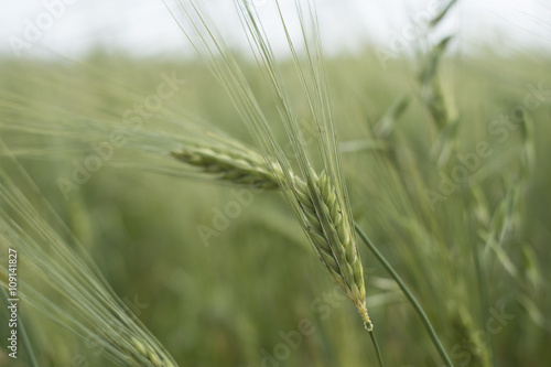 Golden wheat field ready for the harvest