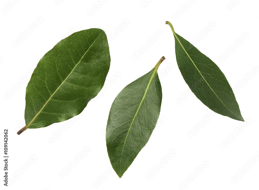 three leaves of laurel on a white background three leaves of laurel on a white background