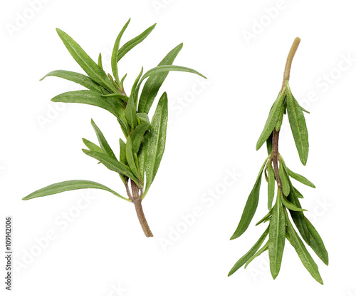 savory sprigs on a white surface