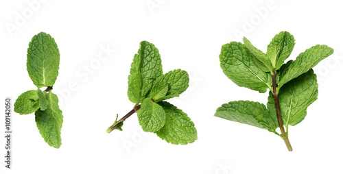 mint twigs on a white surface