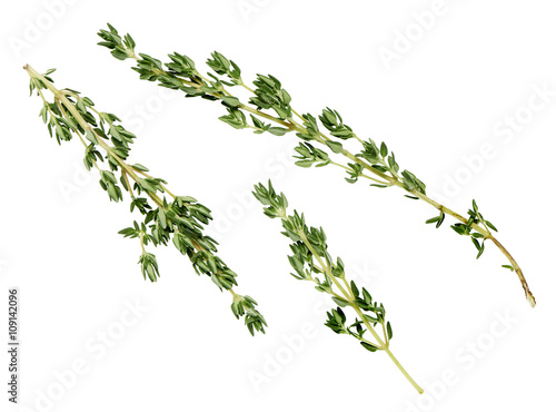 lemon thyme leaves on a white background