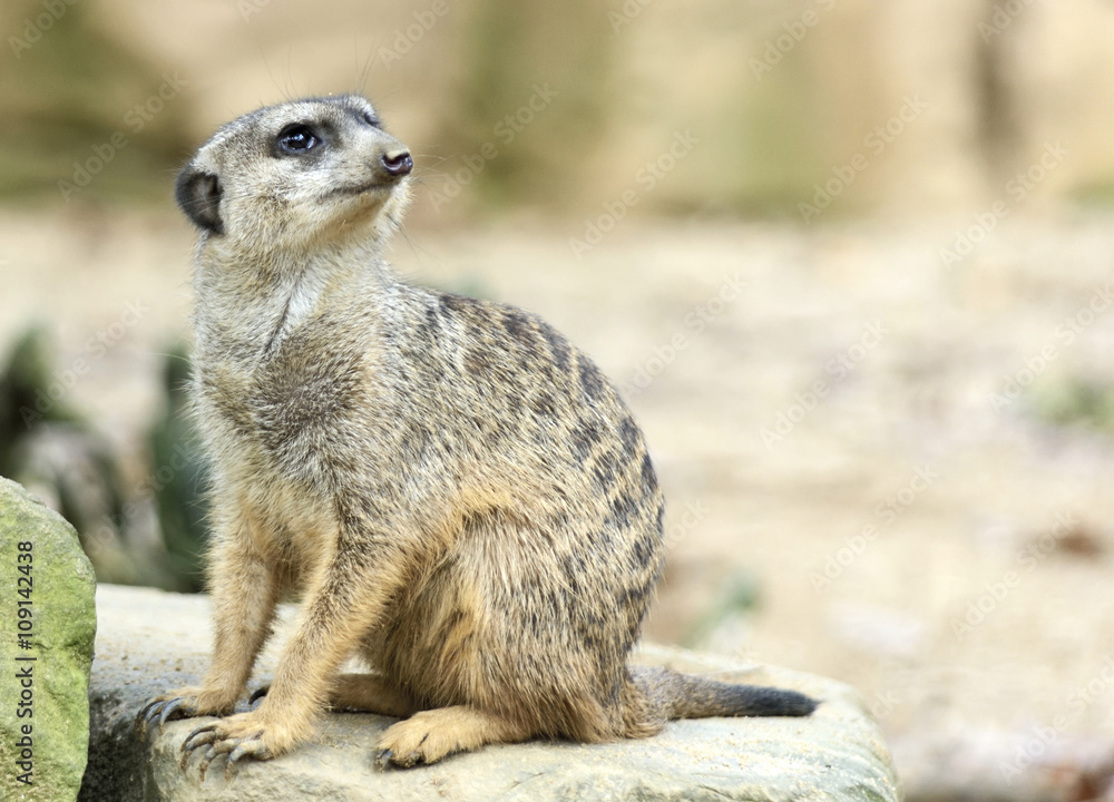 Fototapeta premium Suricate watching out. Close-up.