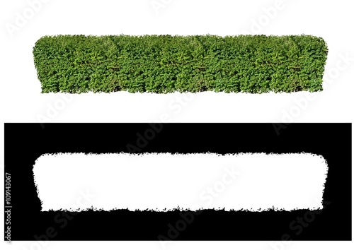 Konstfotografi The fence of bushes