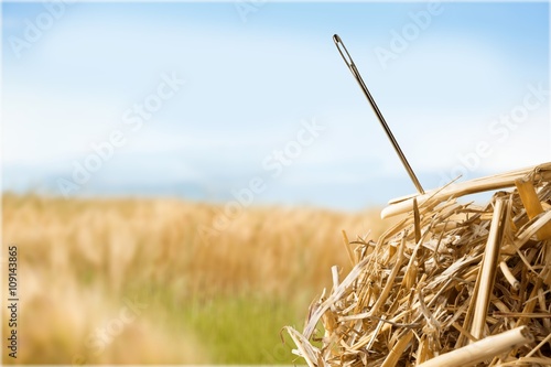 Fototapeta Needle in a Haystack.