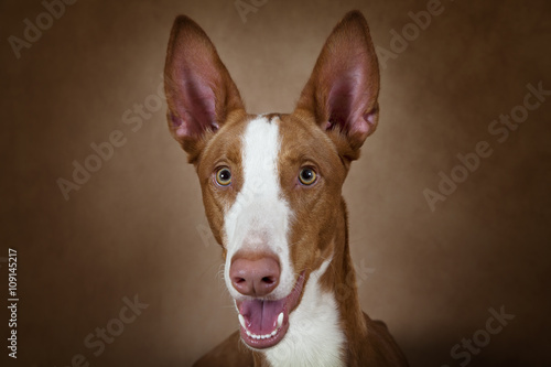 Portrait of purebred Podenco ibicenco dog