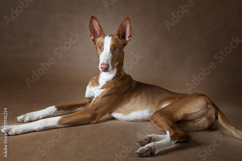 Podenco ibicenco dog against brown background photo