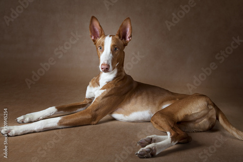 Podenco ibicenco dog against brown background