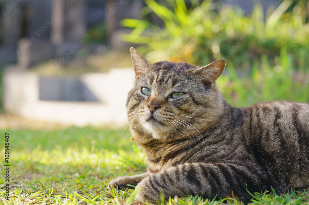 Obraz premium 猫
