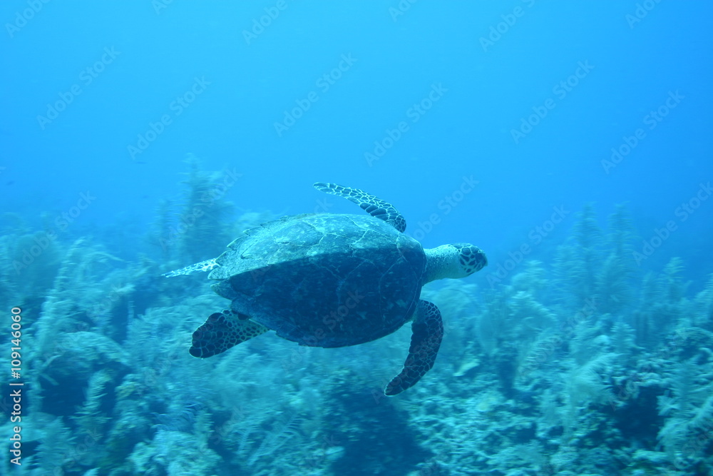 Fototapeta premium Cuba sea turtle coral life underwater