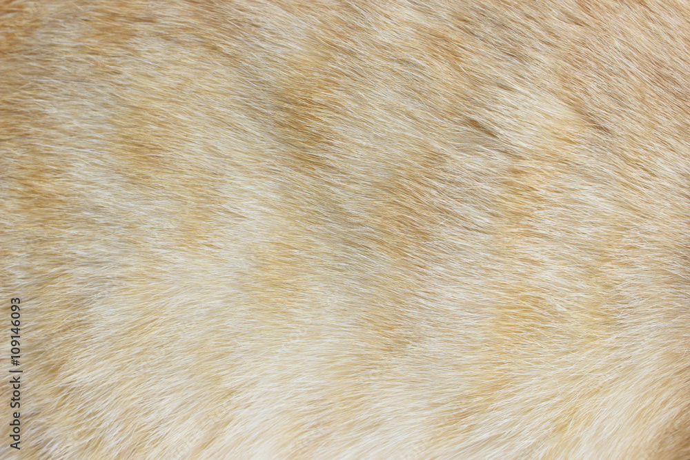 animal skin a cat pattern background animal skin a cat pattern background