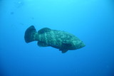 Cuba sea turtle coral life underwater