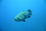 Cuba sea turtle coral life underwater