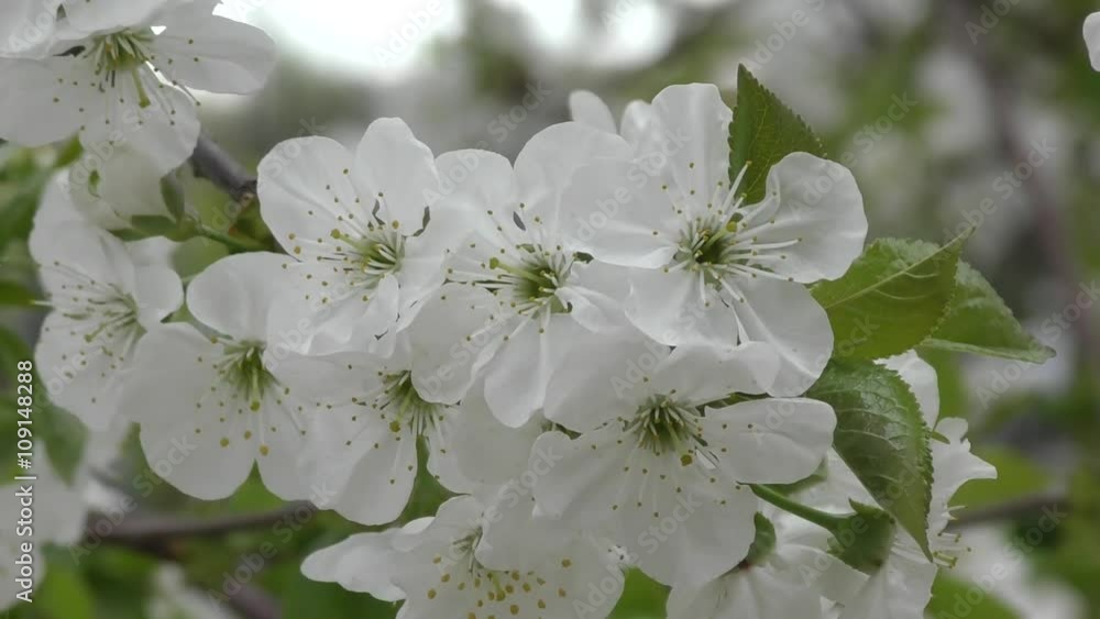 White flowers of sweet cherry spring day White flowers of sweet cherry spring day