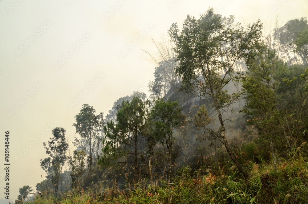 Forest fire disaster,wildfire or wildland fire Forest fire disaster,wildfire or wildland fire