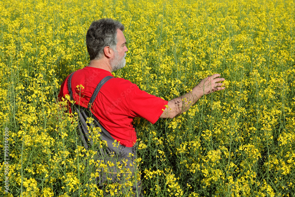 Farmer or agronomist inspect blossoming rapeseed field Farmer or agronomist inspect blossoming rapeseed field