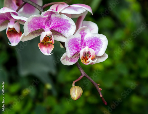 Blooming Orchid, close-up