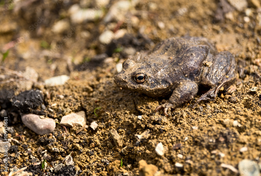 Fototapeta premium Frog with natural camouflage