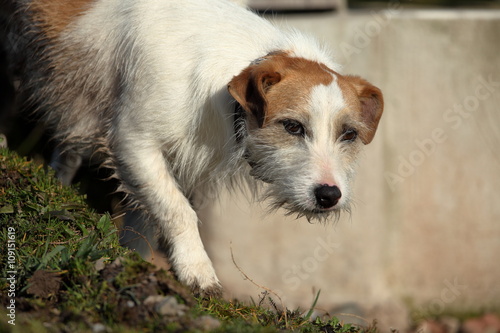 Jack Russel Terrier photo