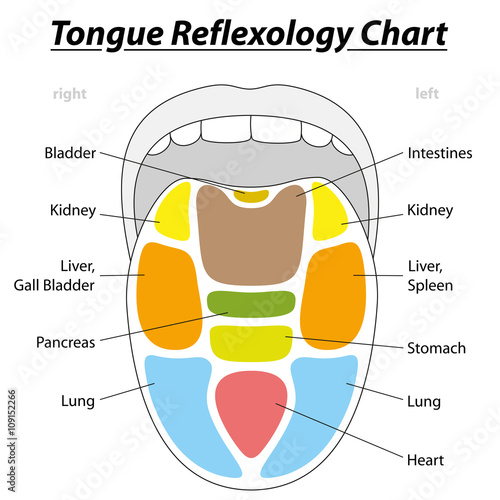 Tongue divided into the reflexology areas of the corresponding internal organs. Isolated vector illustration over white background.