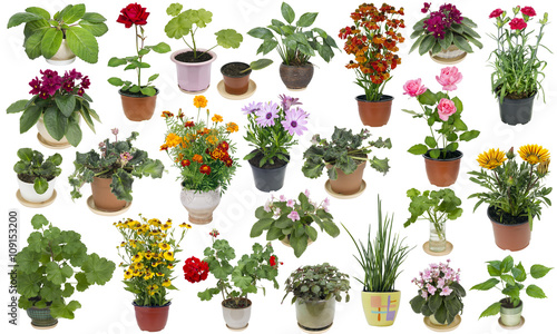 Houseplants and indoor flowers set photo