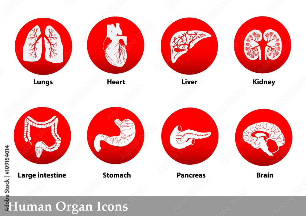 Internal human organs icons,Medical icons