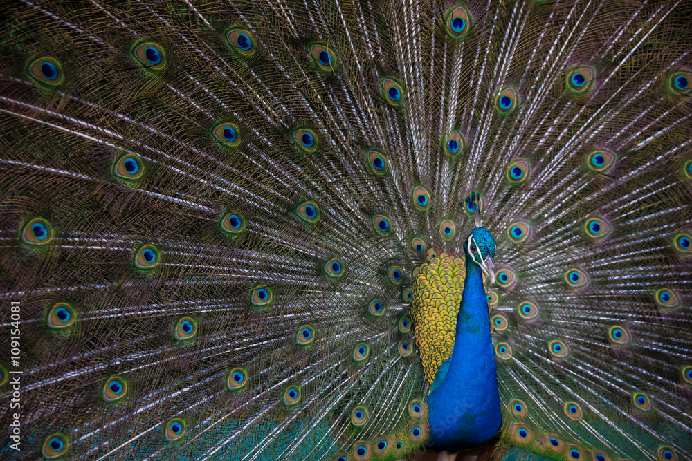 Fototapeta premium Peacock