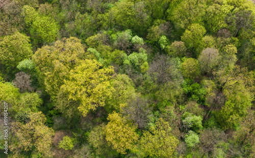 aerial view of the springtime forest