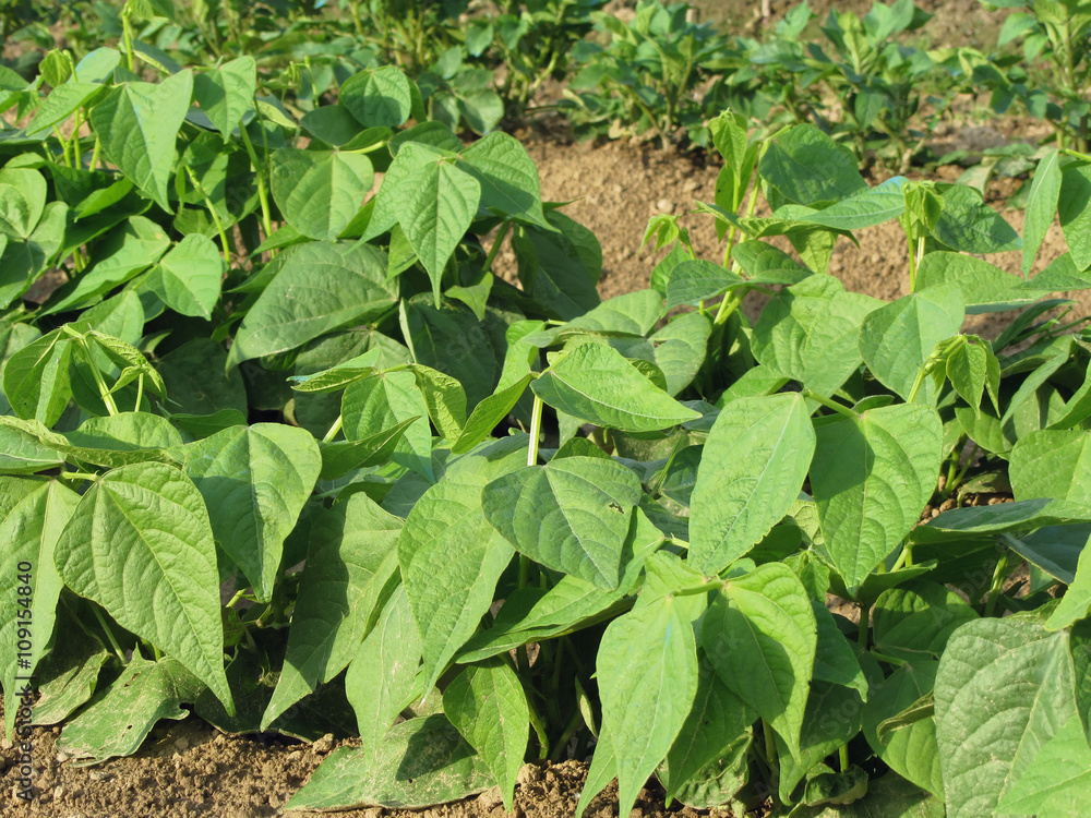 Young green beans plants in rows Young green beans plants in rows