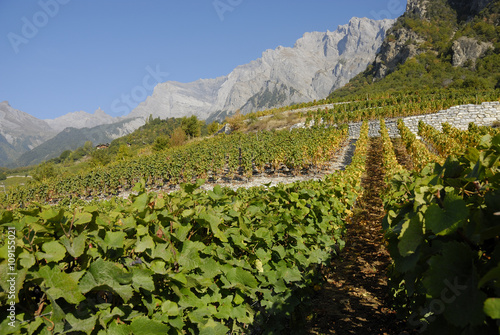 Vignoble à Chamoson, Valais, Suisse