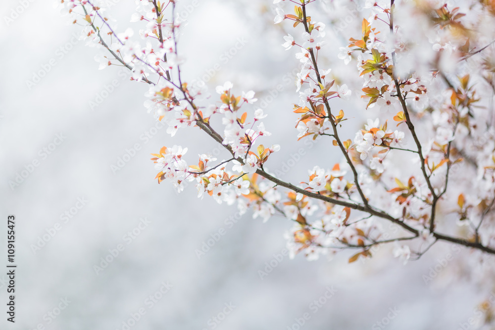 close-up view of Cherry Blossoms