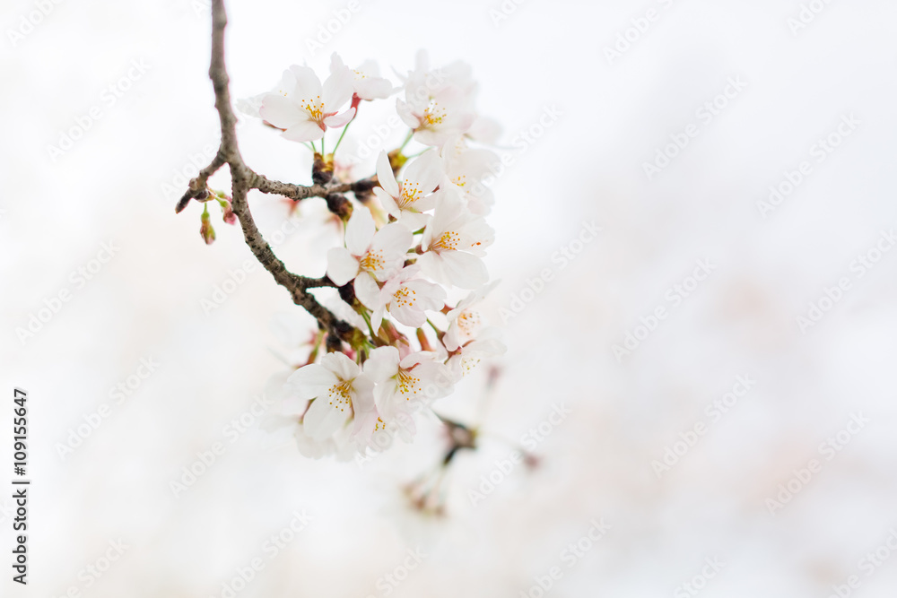 cherry blossom on branch cherry blossom on branch