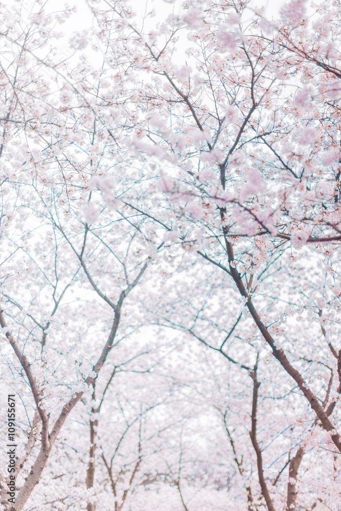 blooming cherry trees
