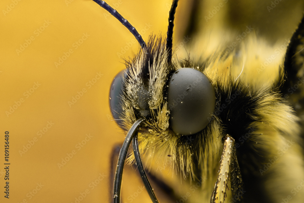 Fototapeta premium Extreme magnification - Butterfly head, front view