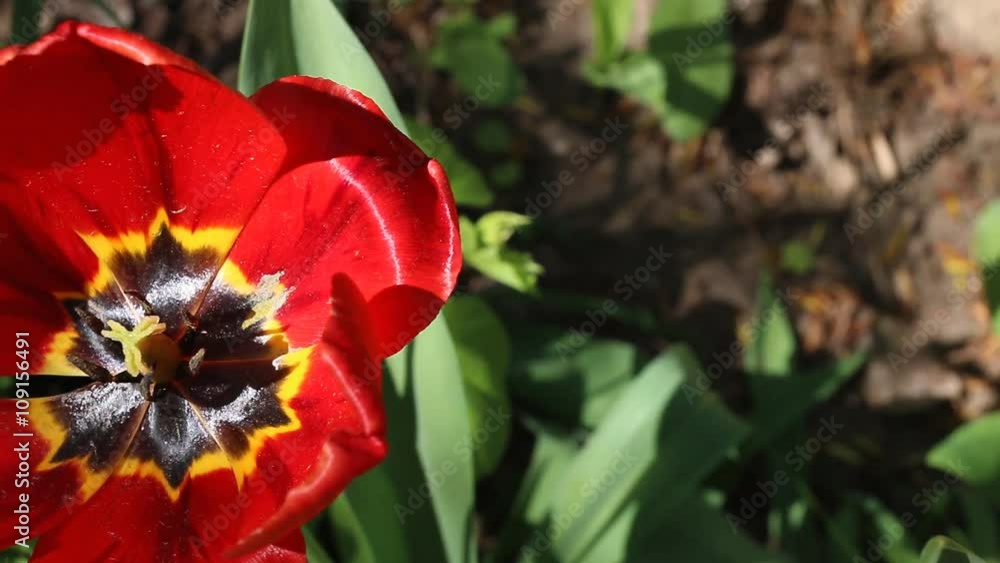 Red tulips in the garden with green natural background. Macro shot. Red tulips in the garden with green natural background. Macro shot.