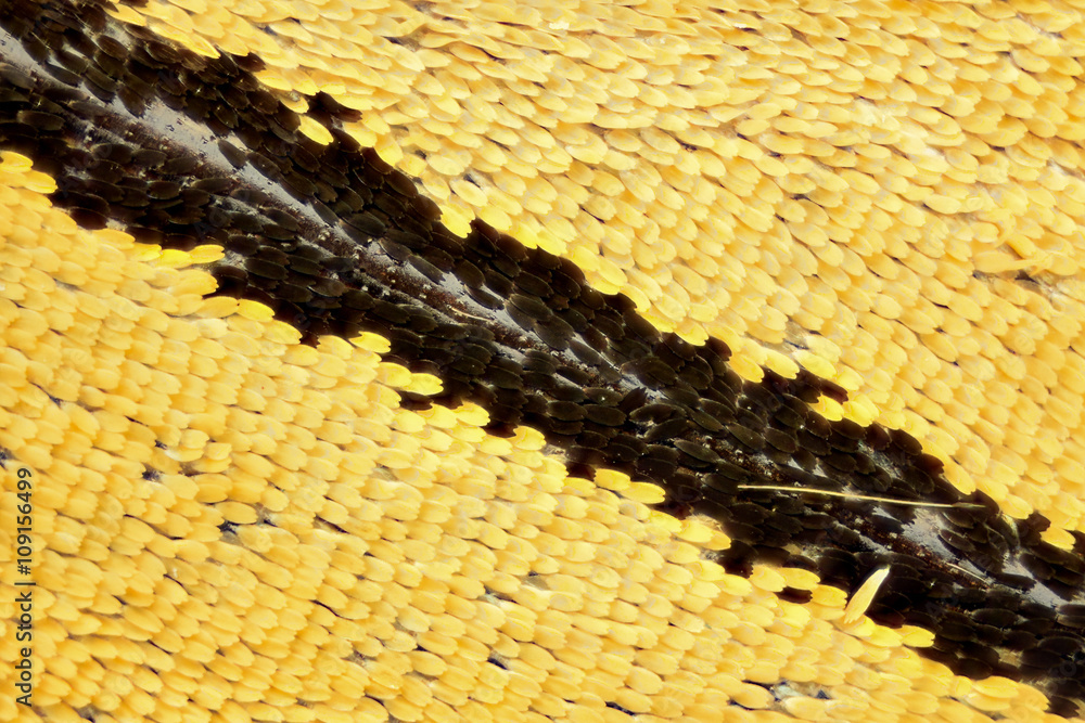 Naklejka premium Extreme magnification - Butterfly wing on microscope