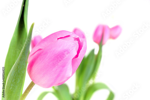 farbige Tulpen im rosa Ton
