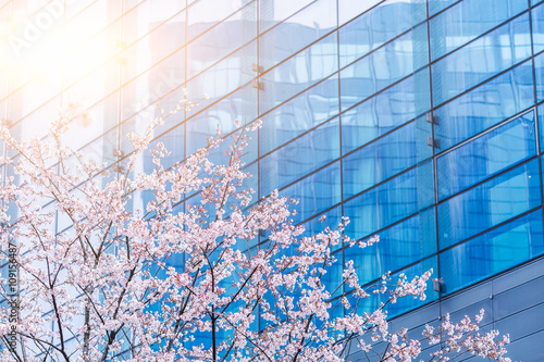 Obraz na płótnie blooming cherry trees in front of the office building w salonie