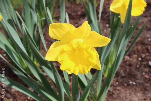 The yellow daffodil