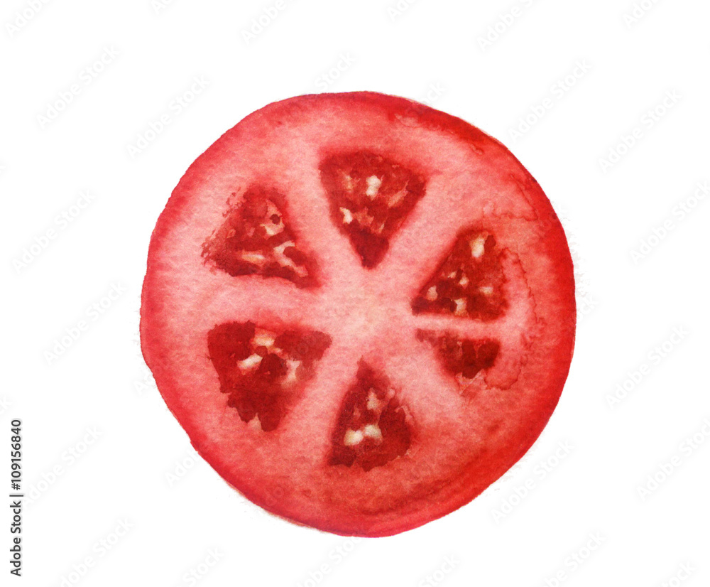 watercolor sketch: tomato on a white background