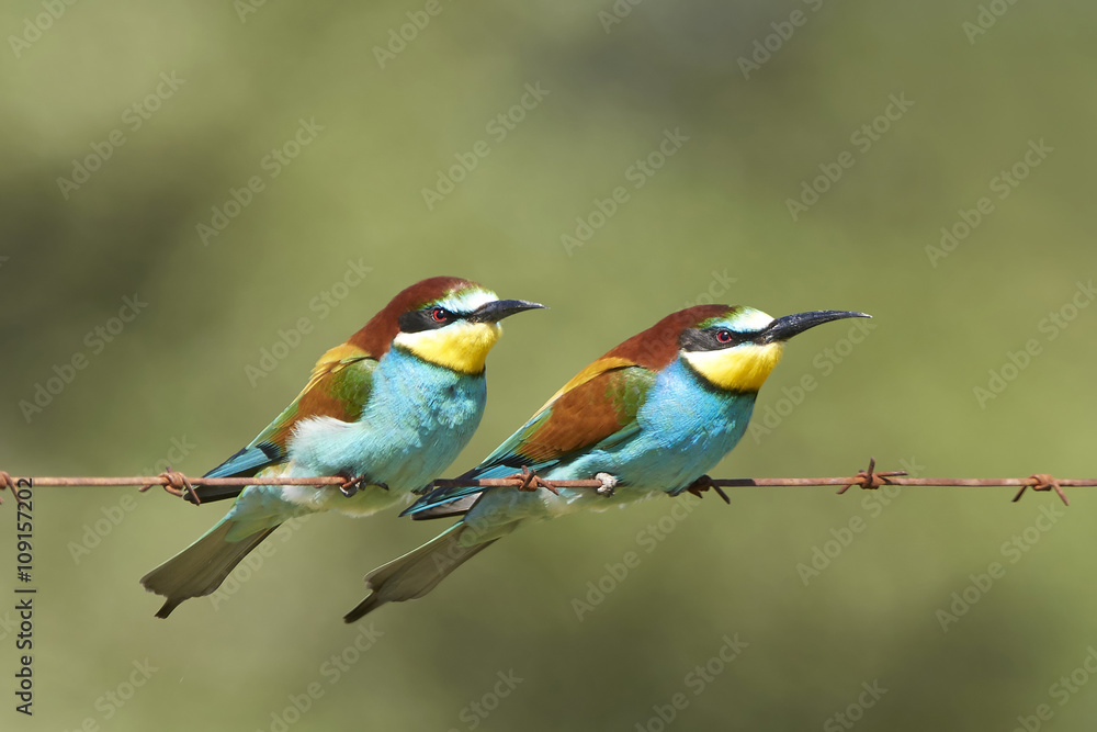 Obraz premium European bee-eater (Merops apiaster)