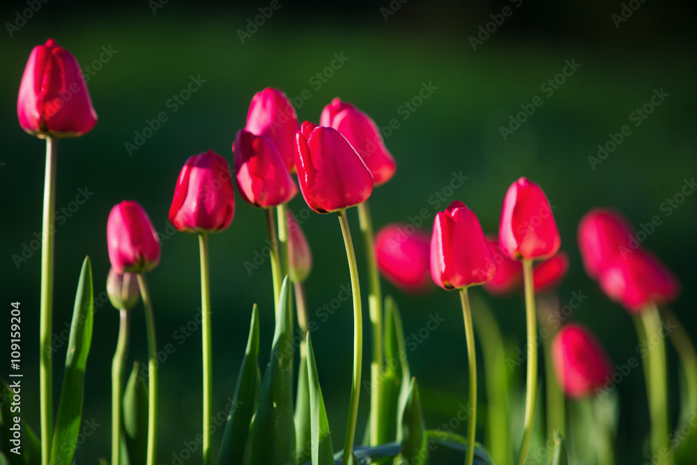 Beautiful spring tulips
Beautiful spring tulips