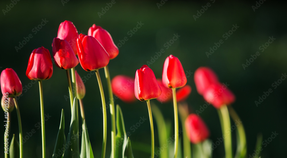 Fototapeta premium Beautiful spring tulips 