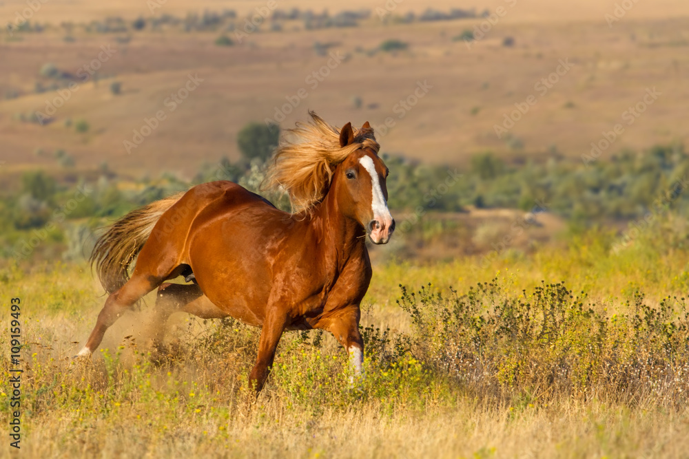 Beautiful red horse run fast in field Beautiful red horse run fast in field