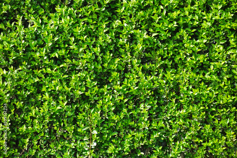 Obraz premium Green leaves as a hedge