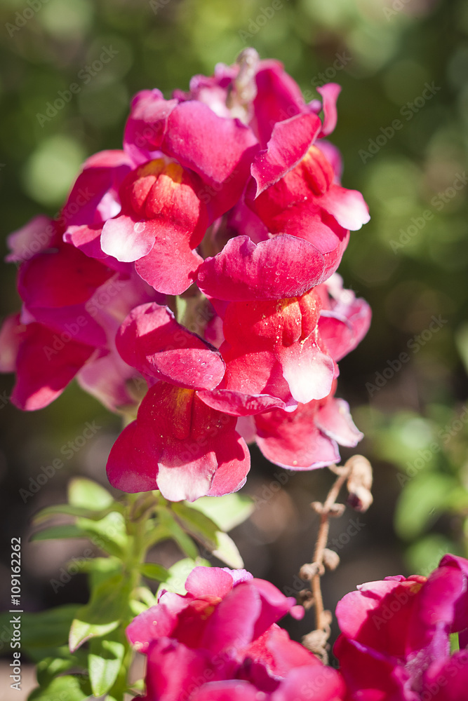 blooming snapdragon blooming snapdragon