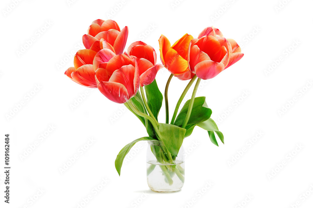 Obraz premium Tulips on white background