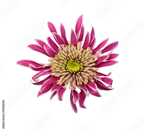 Closeup view of purple chrysanthemum © m_a