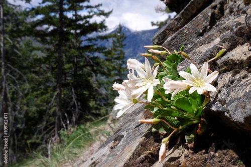 White Wild Flowers in Mountains. Washington State, USA.  photo