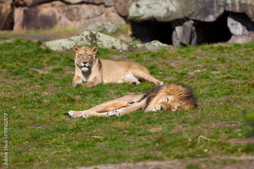 Fototapeta Naklejka Na Ścianę i Meble -  Big male lion lying on the grass